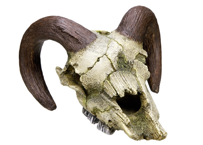 Aquaornamenten "RAM SCHEDEL" L17,5 x B16 x H9,5 cm 
