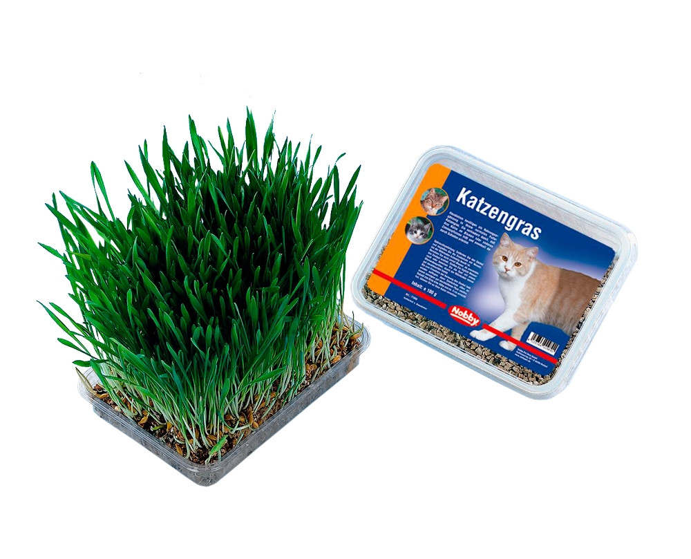Kattengras 100 g 
