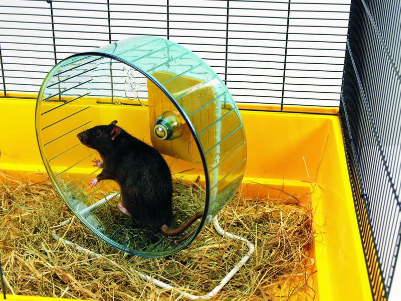 Hamsterrol "Rolly Giant"  27,5 cm 