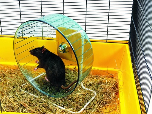 [NB81026] Hamsterrol "Rolly Giant"  27,5 cm 