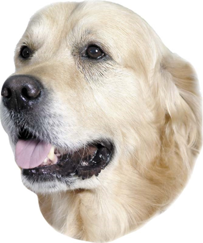 Golden Retriever-stickers 120 x 150 mm; 2 stuks 