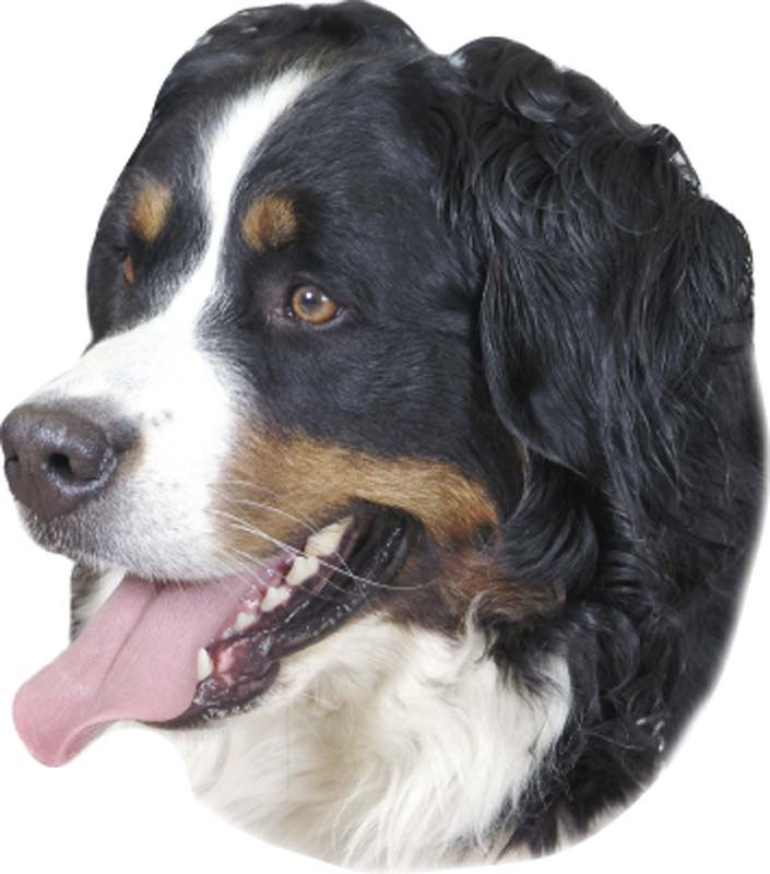 Sticker Berner Sennenhond
