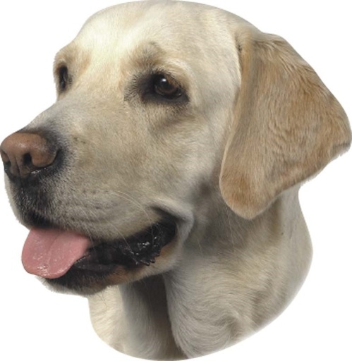 [NB93265] Sticker Labrador licht 120 x 150 mm; 2 stuks 
